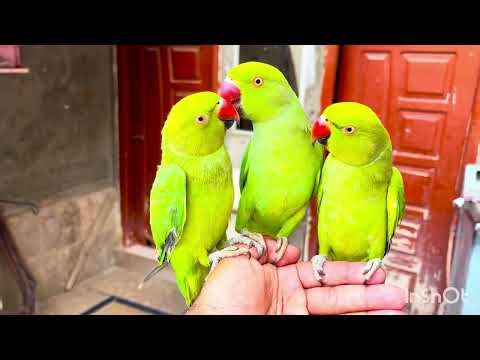 Hand tame talking parrot natural sound video | Indian Green Ringneck parrot video | Mithu ki awaaz
