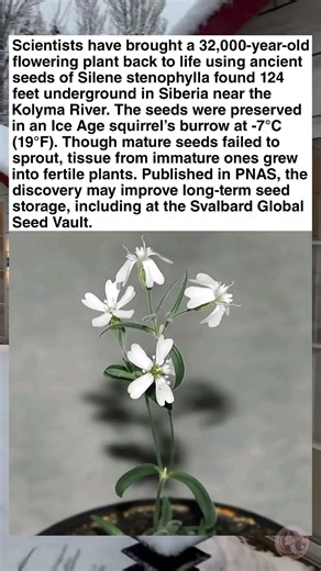 32,000-Year-Old Ice Age Plant Successfully Brought Back to Life