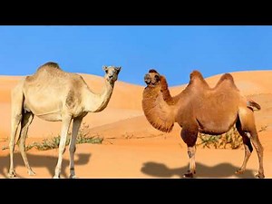 Single Hump vs. Double Hump Camels: Their Secrets To Desert Survival