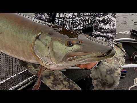 Another Giant Muskie On The Chew Toy