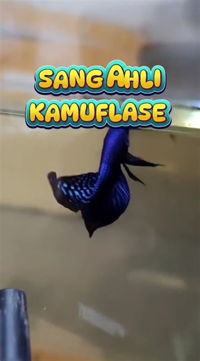 Wild Betta Fish Secrets REVEALED