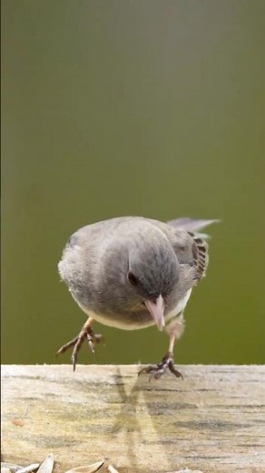 Bird feeding 4K video | Dark eyed junco feeding in slow-mo | Wildlife photography | Sony #nature