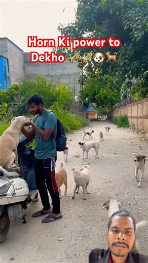 Horn Ki power toDekho 🎺🎺🐶🐕#loveDog videos Animal lover videos Dog rescue ‪@TheDodo‬ ‪@The_Dog_