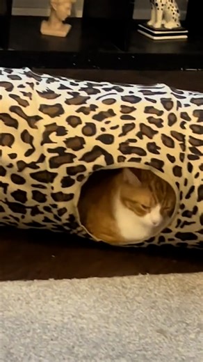 When your cat is ashamed of you 🤣 | LADbible New Zealand