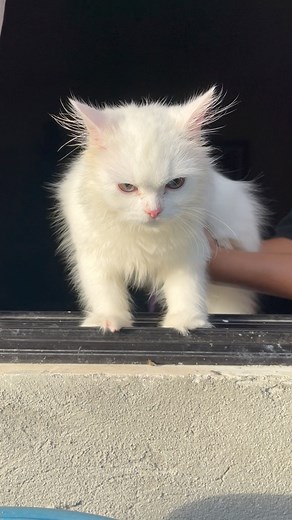 40K views · 1.8K reactions | Just a Cat Contemplating His 9 Lives! #fblifestyle | Chloe | Facebook