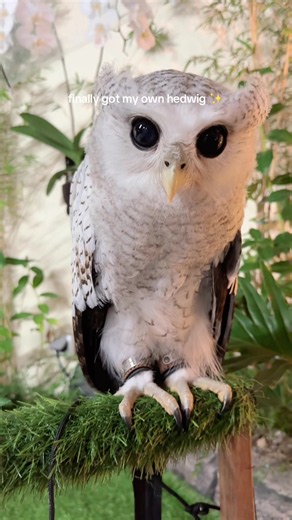 finally gott my own hedwiggg so cuteee #owls #harrypotter #potterhead #burunghantu #hedwig