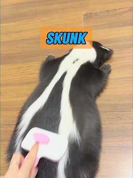 When do skunks fart? #animism #animal #animals #animalintelligence