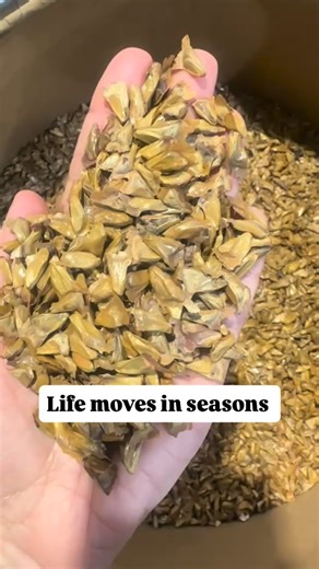 Life moves in seasons and so does farming. 2025 reminded us that growth doesn’t happen overnight, but through patience, learning, and community. To our REAL Christmas tree families, our transplant customers, and our seed partners, thank you for trusting us and growing with us. As we step into 2026, my hope is simple: to keep learning, keep stewarding this land, and keep building something that lasts for generations. 🌱🌲 | Quarter Pine Tree Farm