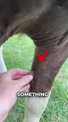 Why horses have these weird growths on their legs #horse #equestrian #facts