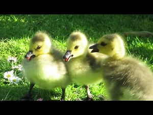 Canada Geese Goslings Fight / Angry Hissing at Each Other