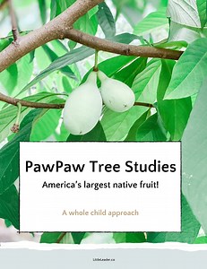 Pawpaw Tree Studies (nature Study Pre-kindergarten Through First Grade) - Etsy Canada
