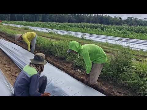 SIMPLE PLASTIC MULCH INSTALLATION PROCESS WITH BAMBOO CLIPS! -Agriculture Farming