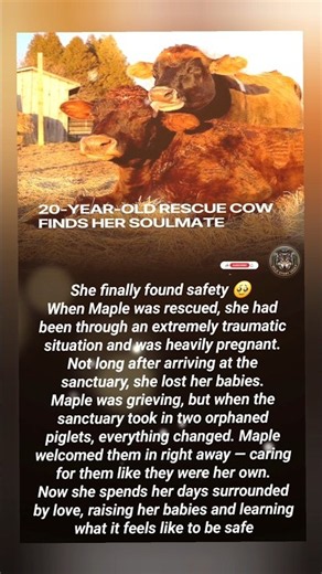 After 20 Years of Darkness, Helen Finally Found a Friend 🥹🐄💜 #story #viral #animals
