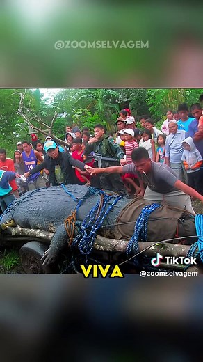 Lolong 🐊 | O maior crocodilo de água salgada capturado do mundo!