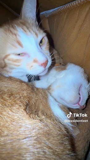 Ang susunod na programa ay rated SPG. striktong gabay ng magulang ay kailangan. Dahil maraking eksena ng lampungan. 🤣 #leet #presidentleet #alien #ponpon