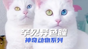 神奇动物：异色瞳眼中的独特世界