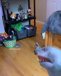 5.2K views · 81 reactions | THE ROBOTS - - Backup @thesharkpuppet - - - - - - #meme #dankmemes #shark #sharkpuppet #trippieredd #fortnite #minecraft #edgy #area51 #rap #robot | The Shark Puppet | Facebook