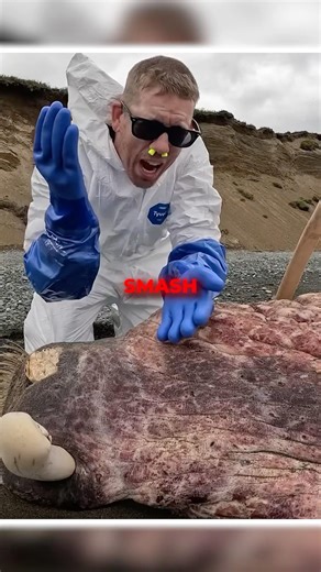 Man Harvests Beached Walrus In Alaska