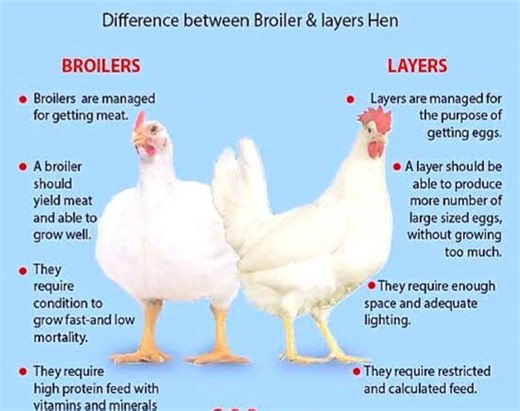 THE DIFFERENCE BETWEEN BROILER AND LAYER CHICKENS:The primary difference between broiler and layer chickens lies in their purpose and physical traits, as they are bred for different types of… | Abdul Khatian