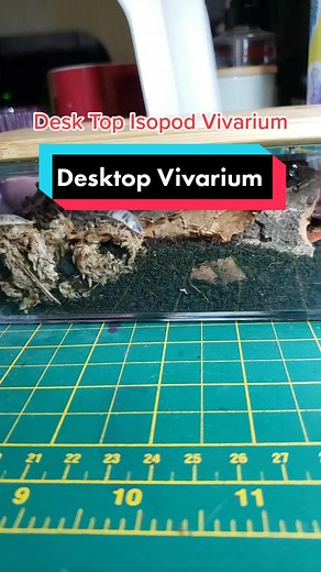 Desktop Vivarium Isopod Setup for Exotic Pets
