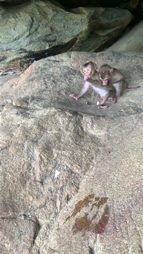 Two monkeys are hugging each other in the cave and looking around.