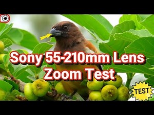 Sony 55-210mm 4k video test | Sony 55-210mm zoom test| #shorts