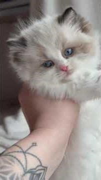 Raichka Ragdoll Seal Female