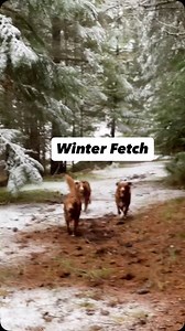 85 reactions · 4 comments | Fetch/walk behind the house. #tollers #ducktollers #retrieversofinstagram | Daintree Duck Tollers | Facebook