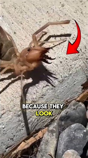 The Scariest Insects on Earth #animals #facts #wildlife