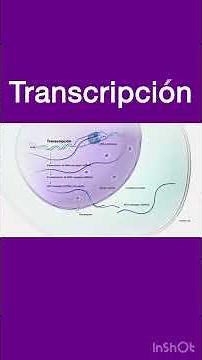 Transcription