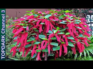 10 Most Beautiful and Colorful Hanging Flowers