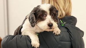 Chiens et chats sans collier : arrivée de Guizmo et Laika au refuge avec une petite surprise pour toute l’équipe de bénévoles - RTBF Actus
