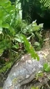 16K views · 197 reactions | One of the climbers disappeared and then they discovered the python | Natural | Facebook