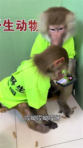 Human-Monkey Love Still Exists#monkey #funny #animals