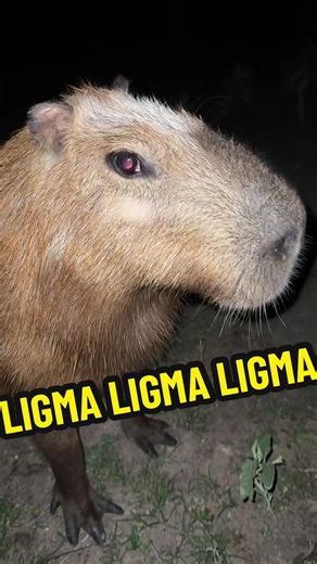 THERES BUGS IN MY SKIN THERES BUGS IN MY SKIN THERES BUGS IN MY SKIN THERES BUGS IN MY SKIN THERES BUGS IN MY SKIN THERES BUGS IN MY SKIN THERES BUGS IN MY SKIN THERES BUGS IN MY SKIN THERES BUGS IN MY SKIN THERES BUGS IN MY SKIN THERES BUGS IN MY SKIN THERES BUGS IN MY SKIN #fyp #capybara #CityTasteTest #animals #cuteanimals