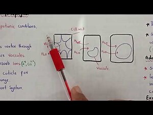 Osmoregulation in Plants | Hydrophytes, Mesophytes, Xerophytes, Halophytes | Class 11 Bio (PTB 2025)