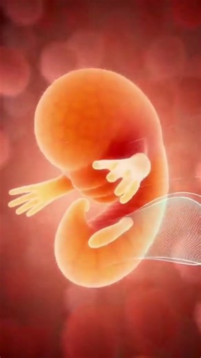 limb development in embryo #denzel #cuphead