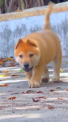 This Stray Yellow Dog with White Paws Went Missing and Came Back Home — The Emotional Reunion Will M