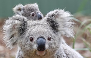 2.6K views · 172K reactions | Elsa the Koala❄️... & her joey OLAF! ⛄ When Elsa the Koala was a tiny joey and being hand-raised at home by Keeper Hayley, she was named after Hayley's kids' favourite ice princess ❄️ Now that Elsa has had a son of her own, only one name came to mind... MEET OLAF! ⛄ | Australian Reptile Park | Facebook