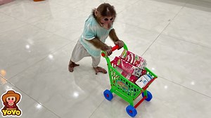 96K views · 10K reactions | YoYo JR transports milk by trolley | Monkey YoYo Jr | Facebook