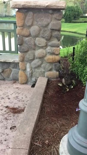 Follow Me Little Ducklings