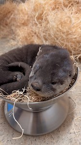 Time for a pup-date! Keeper Mary Beth shows us how our four North American river otter pups are doing! 🦦🦦🦦🦦 In case you’re otterly out of the loop, Tilly (mom) and Winston (dad), welcomed two male and two female pups on Dec. 7. Tilly has continued providing exceptional care for her little ones, and we’re excited to report that they’re all thriving. The pups are expected to make their exhibit debut this spring. We’ll be revealing their names soon so stay tuned for updates! | The Toledo Zoo