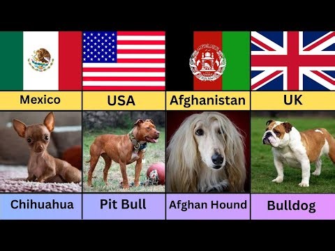 Dog Breeds From Different Countries
