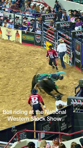 Bull Riding Thrills at the National Western Stock Show