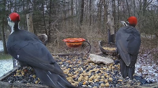 Pileated Woodpecker Pair!! Double awesomeness! I love it when they show up together!! It's been a while since I have seen a male and female on the platform at the same time