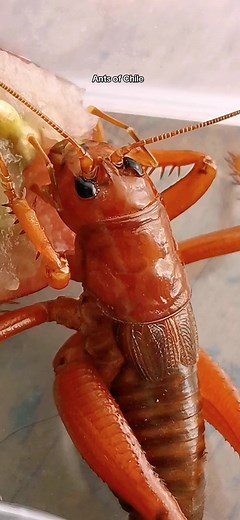 Cratomelus armatus Blanchard, E., 1851 ANOSTOSTOMATIDAE STENOPELMATOIDEA ORTHOPTERA Grillo rojo Chileno. Chapulin Colorado #cratomelusarmatus #grillorojochileno #orthoptera #hormigasdechile #insectosdeantsofchile #antmandechile #antsofchile #hormigueropanoramico #antman #robertfo
