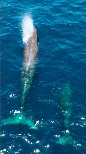 Whale Watching from Above: Can You Identify Them?