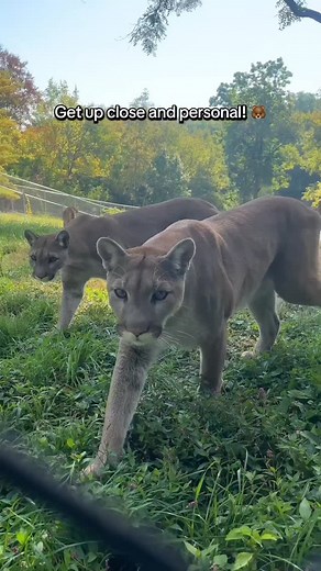 No worries… just unforgettable moments! 🐾💫 A Private Animal Encounter & Feeding is the perfect gift for the animal lover in your life—fun, exciting, and totally one-of-a-kind. Participants can feed our wolves, black bears, cougars, and even our bison & elk herd, all while enjoying a personalized, educational, and truly wild experience. Give a gift they’ll never stop talking about! 🧡🐾 wildlifeprairiepark.org/recreation/private-animal-feeding-encounter | Wildlife Prairie Park