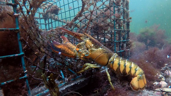 Canada’s Atlantic Lobster faces grave danger as China’s tariffs take effect