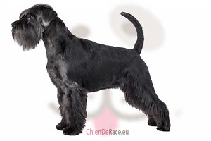 Schnauzer : origine, caractère, qualités & défauts